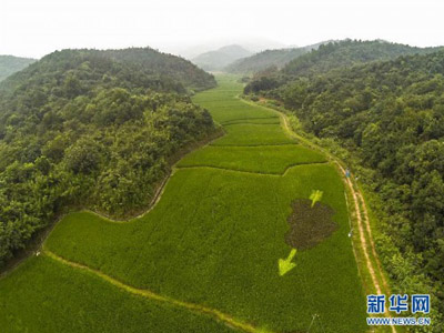 我在农村承包100亩土地种植中草药,能得到政府
