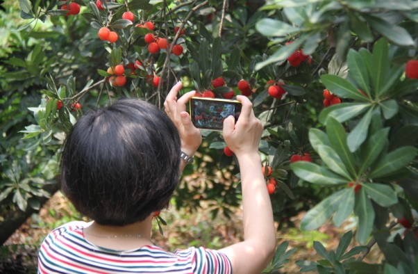 萧山杜家杨梅节18日开启 农家乐做好准备迎接