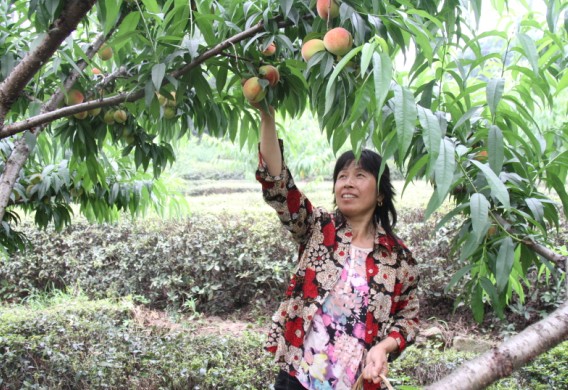 萧山杜家杨梅节18日开启 农家乐做好准备迎接