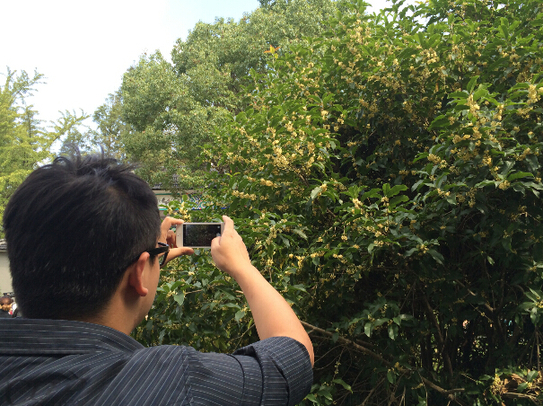 桐乡市石门湾2014桂花节开幕
