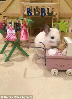 新加坡一龙猫享受公主待遇 受数万粉丝追捧