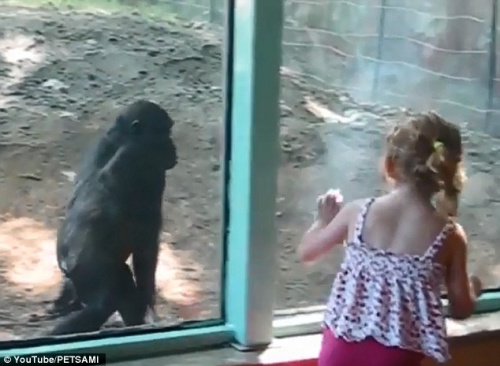 小女孩与大猩猩在动物园内嬉戏追逐。