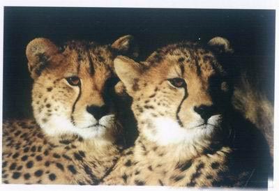 逝者如斯夫!盘点全球30种已灭绝稀有动物