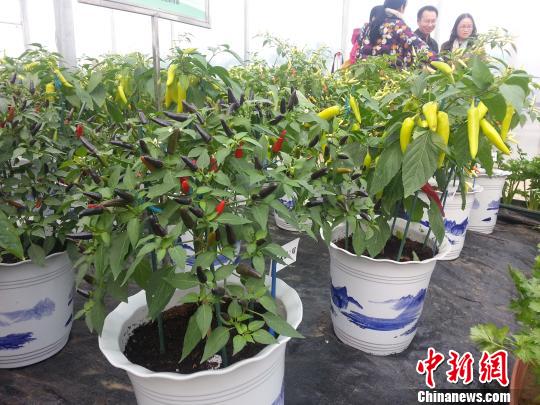 家里种菜自产自销 无土壤盆景蔬菜夺眼球(图)