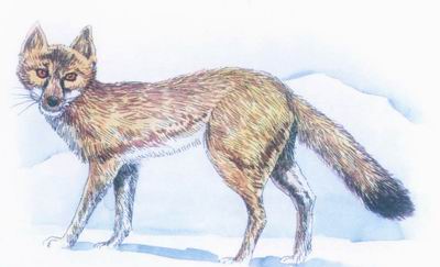 逝者如斯夫!盘点全球30种已灭绝稀有动物