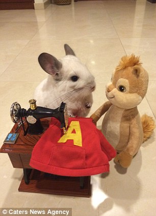 新加坡一龙猫享受公主待遇 受数万粉丝追捧