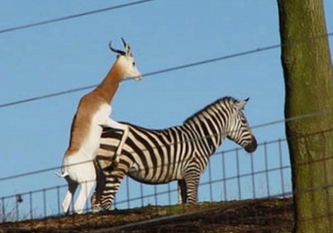 盘点动物界错交 发情的动物<em>乱交</em>配(图)