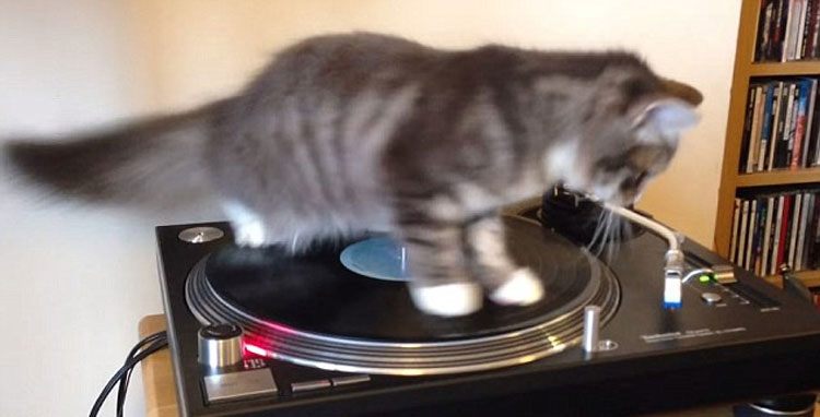 爱尔兰小猫模仿DJ用爪打盘 视频爆红网络(组图