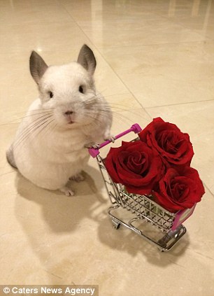 新加坡一龙猫享受公主待遇 受数万粉丝追捧