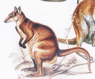 逝者如斯夫!盘点全球30种已灭绝稀有动物