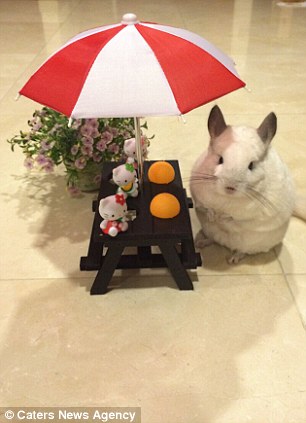 新加坡一龙猫享受公主待遇 受数万粉丝追捧