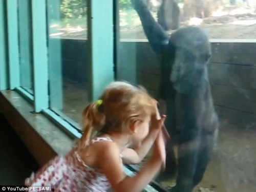 小女孩与大猩猩“握手”。
