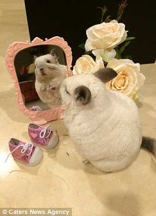 新加坡一龙猫享受公主待遇 受数万粉丝追捧