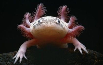 动物/英国举办最丑动物票选活动海底怪鱼水滴鱼夺冠
