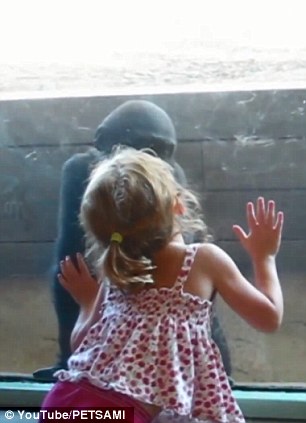 小女孩双手趴在玻璃上，朝向里面的大猩猩。