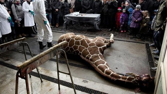 丹麦动物园处决长颈鹿后连杀四头狮子引众怒
