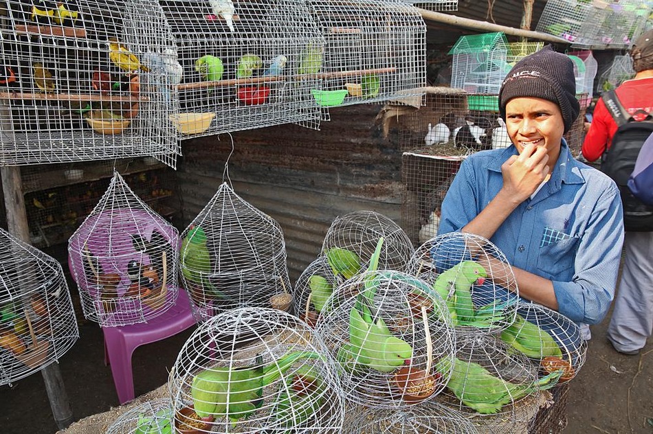 走进亚洲最大的动物交易市场:大象7万美元(图