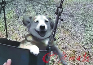 主人为治狗抑郁让狗荡秋千 视频点击量超5万次