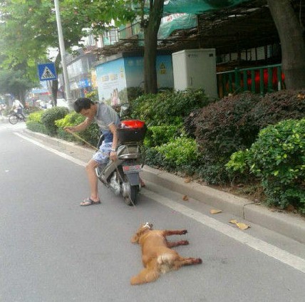 福建男子飞车拖狗 致其四肢流血而死 组图