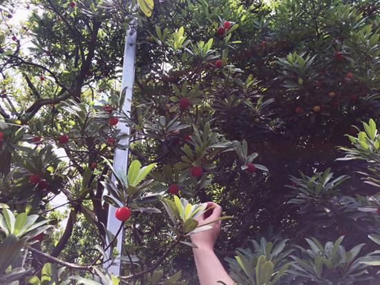 六月杨梅挂果累累 上虞又迎鲜果采摘季