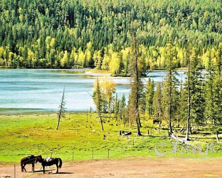 【视频】爬树的英文,爬树的英文全集 -猴子们会