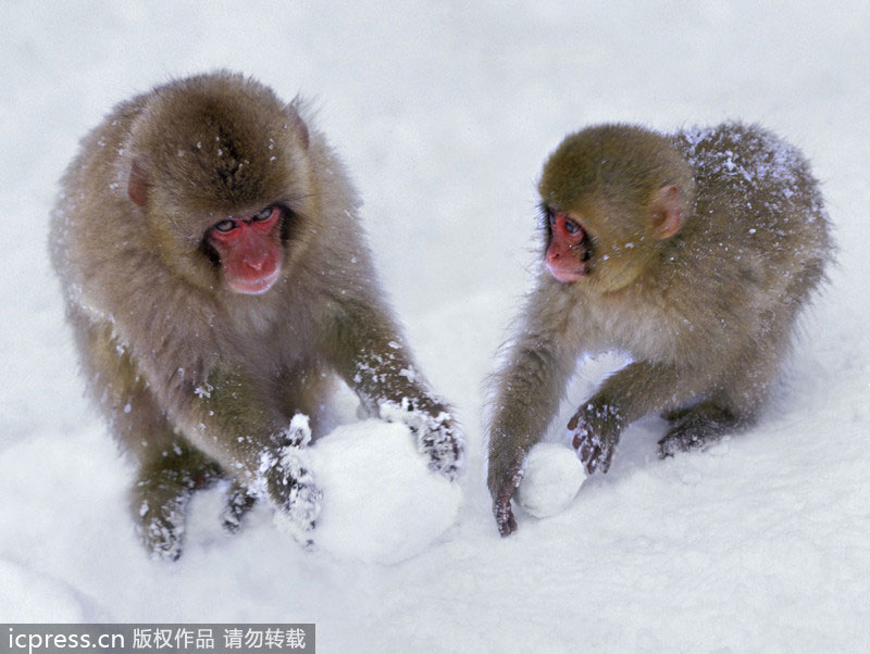 {在冬天我喜欢打雪仗}.