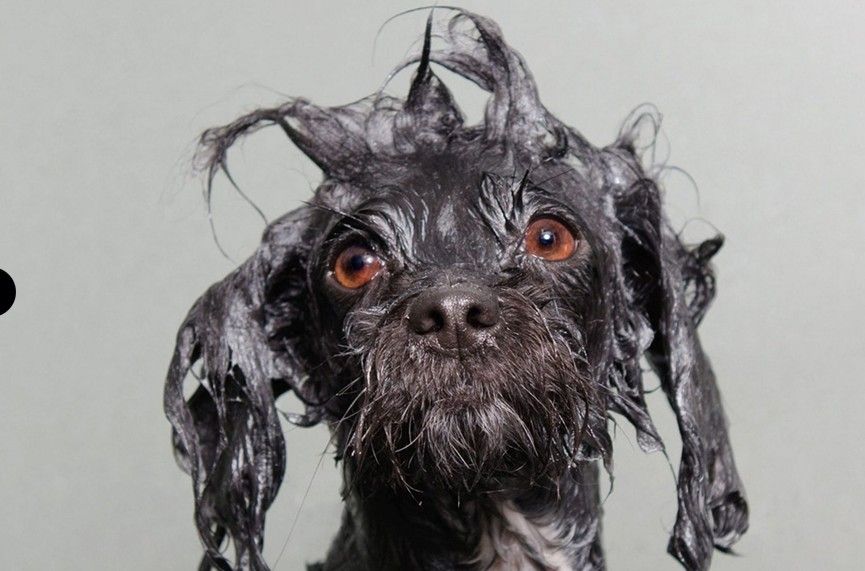 美摄影师抓拍萌狗落水瞬间图集走红网络