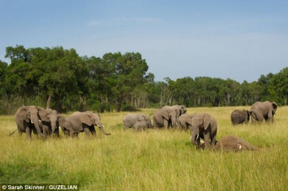 妈妈死了 小象无比心碎的时刻