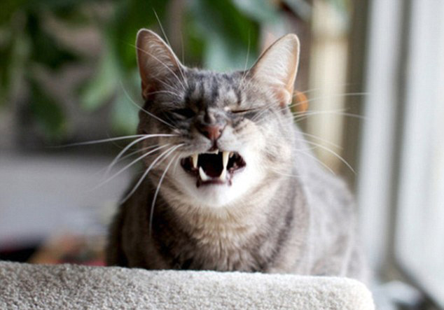 猫咪打喷嚏照片引新一轮网络热潮