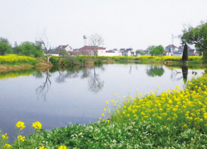 秀洲重绘水乡和谐美景
