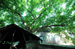 6年前借了苍南老板2000元 诚信员工千里来温