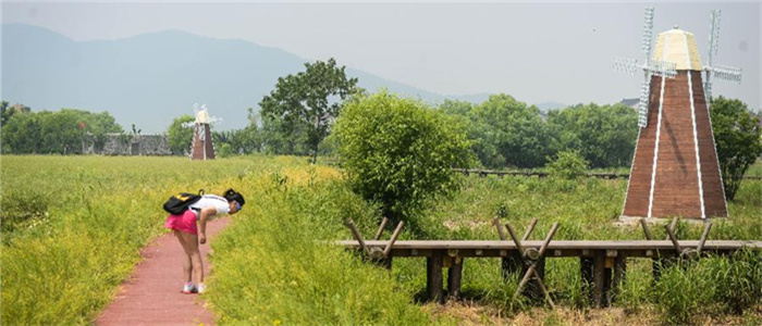 太湖湿地&ldquo;荷兰风车&rdquo;迎初夏