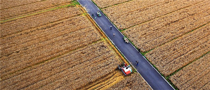 浙江湖北小麦开镰