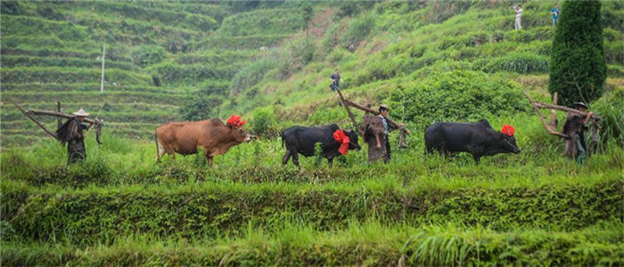 千亩高山梯田展美景 山乡开犁农事忙