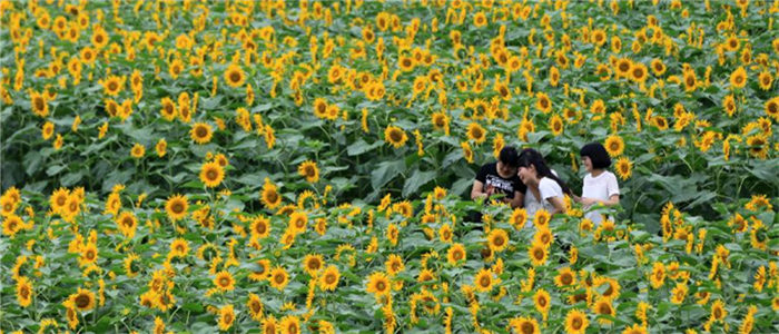 浙江温岭:乡村六月花满垄