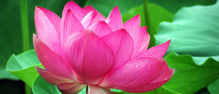 接天莲叶无穷碧,映日荷花别样红