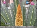 浙江镇海：铁树开花 雌雄争艳