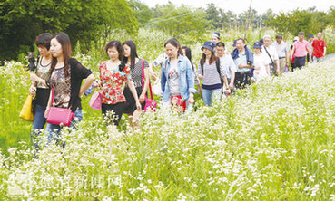 野菊花丛中别有韵味来