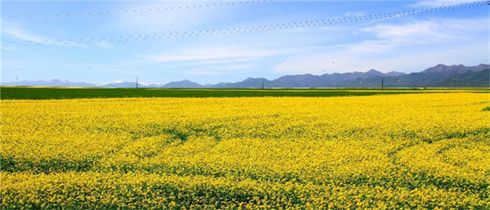 祁连山下菜花黄(组图)