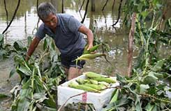 浙江：各地多措并举 帮助果农挽回台风损失