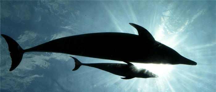 日本游客体验“白鲸喷泉澡”消夏解暑