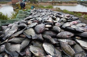 寒潮导致广西钦州10万斤罗非鱼死亡