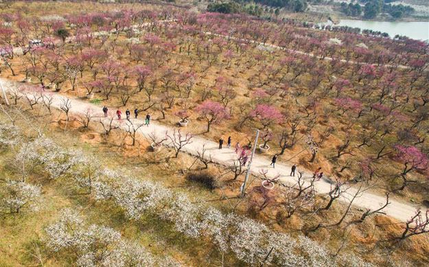 “中国红梅之乡”万亩梅花喜迎春