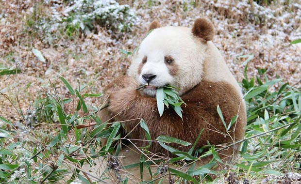 罕见的棕色大熊猫“七仔”在陕西佛坪迎春