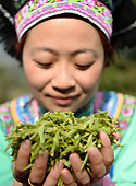 贵州沿河：“千年古茶”助民增收