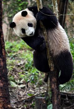 台湾：3岁大熊猫“圆仔”迎客500万
