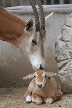山东烟台：非洲弯角剑羚幼崽与游人见面