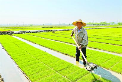 安吉推廣“流水線”育秧