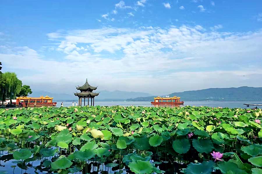 又见西湖荷花别样红