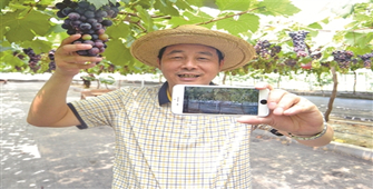 葡萄采摘&ldquo;手机直播&rdquo;